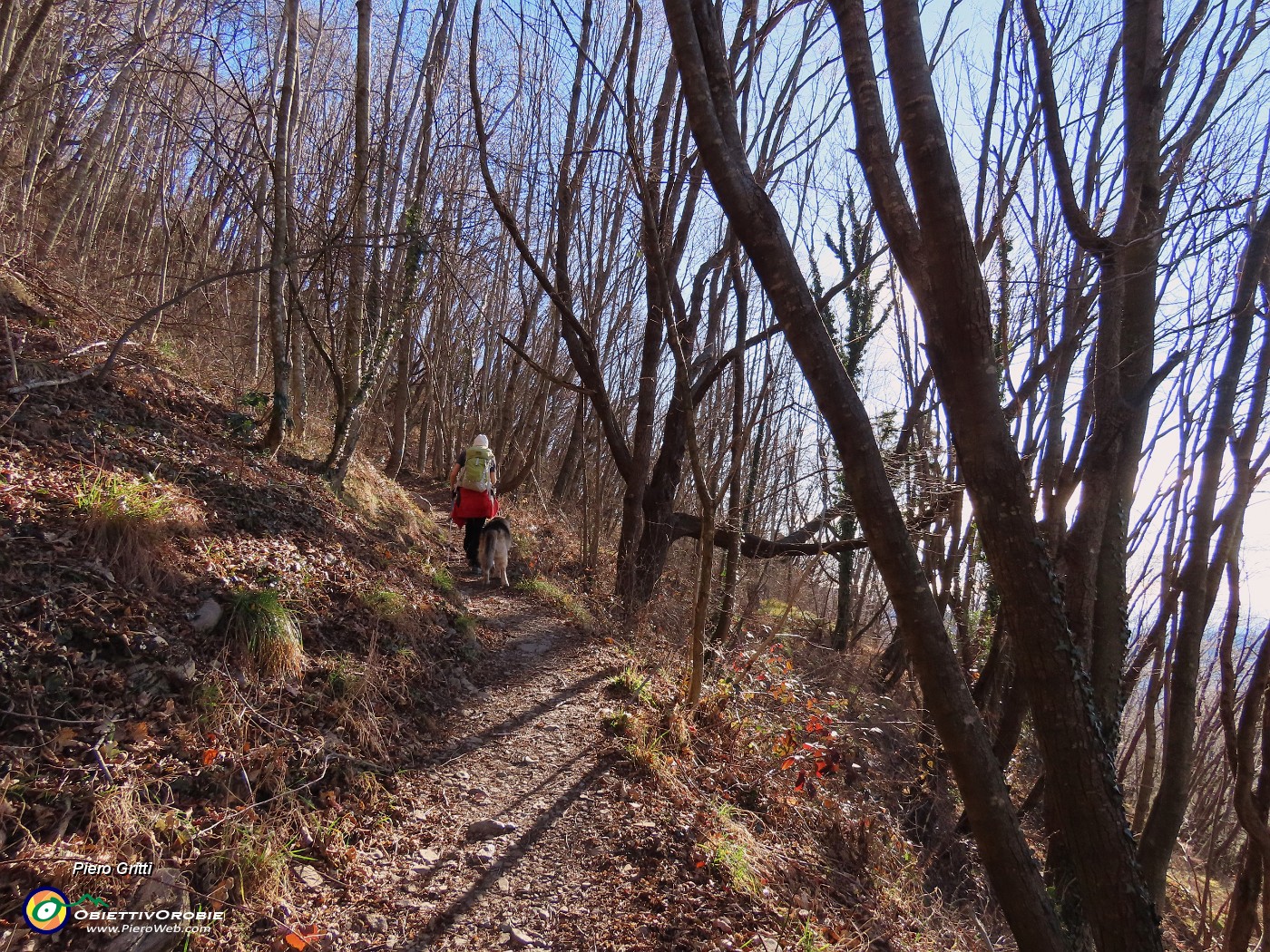 15 Bello il bosco di carpini neri baciati dal sole.JPG